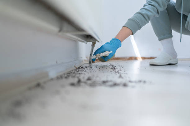 Wasp Removal Services in West Hills, NY